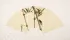 Fan-Style Bee Painting