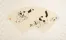 Fan-Style Kittens Painting