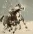 Asian Snow Horses Painting