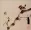 Bird on a Branch Painting