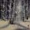 Birch Forest in Winter