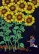 Huge Sunflowers - After School