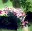 Colors of Spring - Birds & Flowers Painting