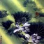 Aqua Dreams - Beautiful Flowers Painting