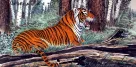Roaring Chinese Tiger Painting