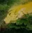 Birds & Flowers Painting