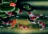 Nine Koi Fish Masterpiece Painting
